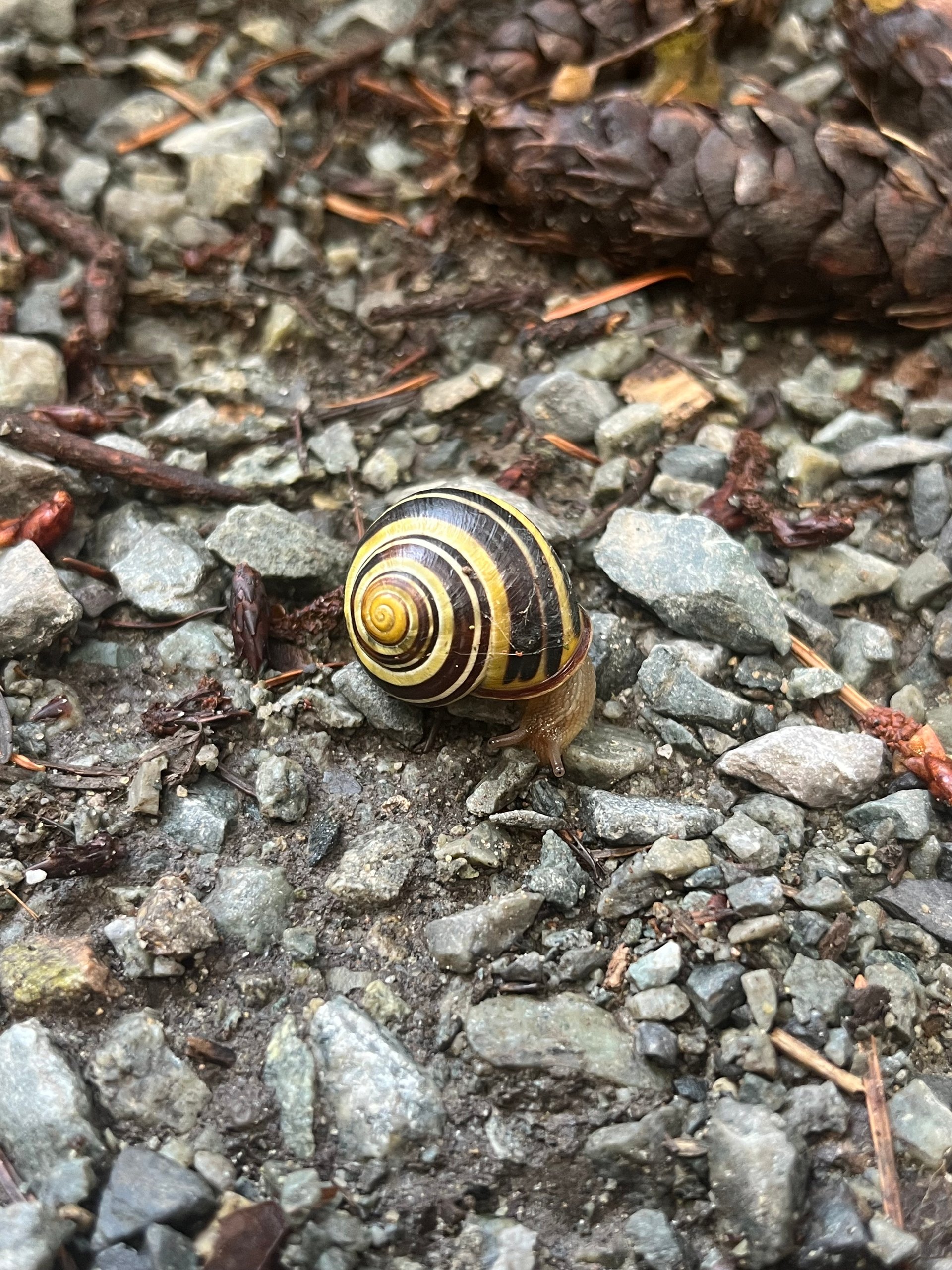 A banded garden snail on wet gravel